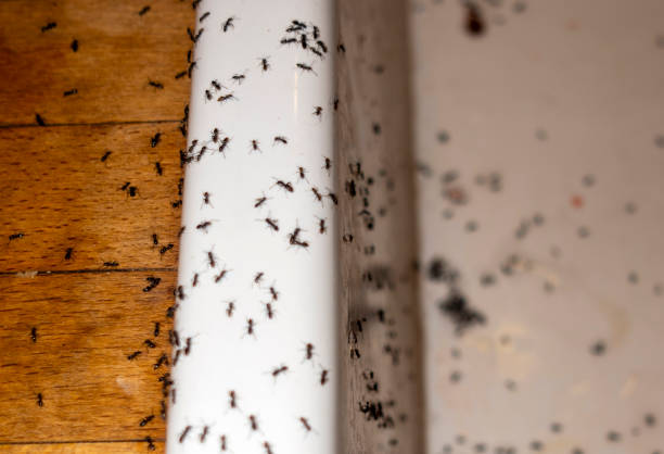 Best Flea Control Services  in Utica, MI